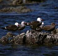 Heermann's Gull