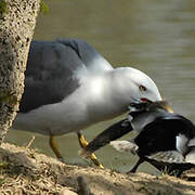 Yellow-legged Gull