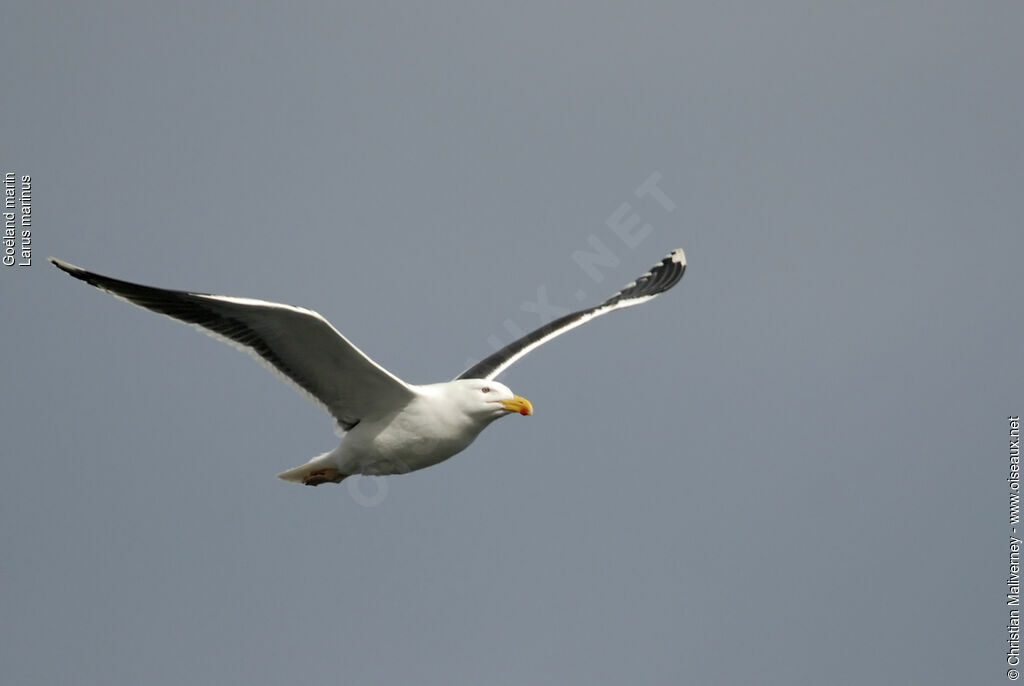 Great Black-backed Gulladult breeding, Flight