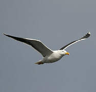 Great Black-backed Gull