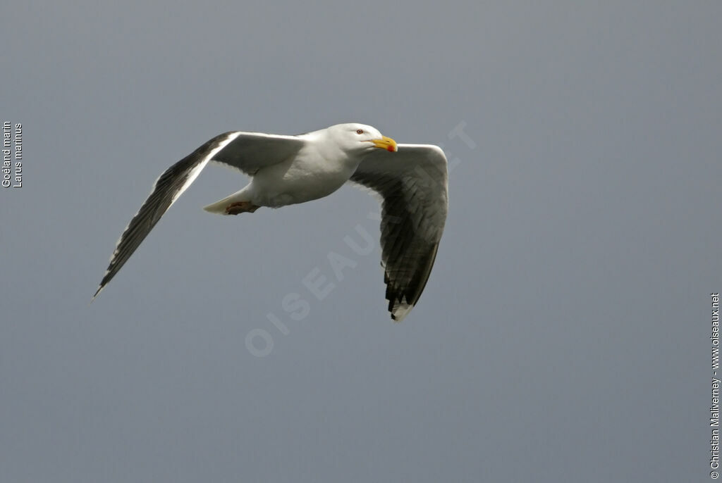 Great Black-backed Gulladult breeding, Flight