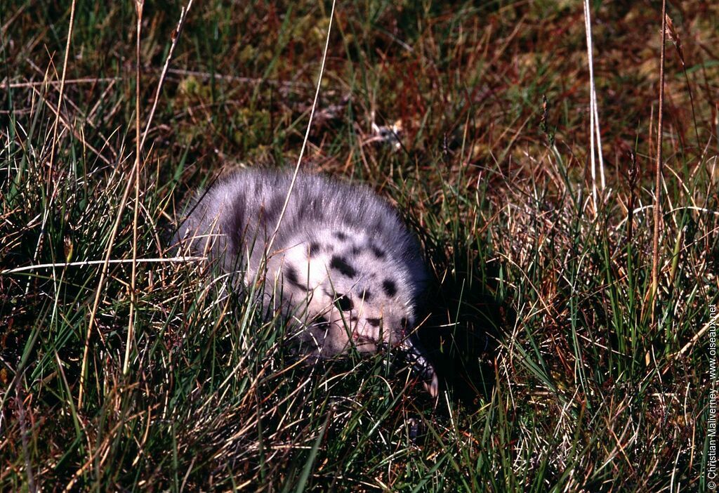 Great Black-backed Gulljuvenile