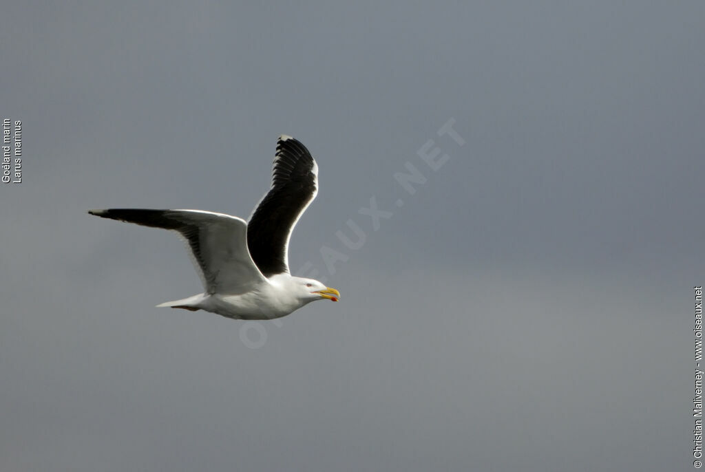 Great Black-backed Gulladult breeding, identification, Flight, song