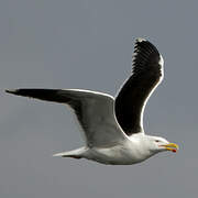 Great Black-backed Gull