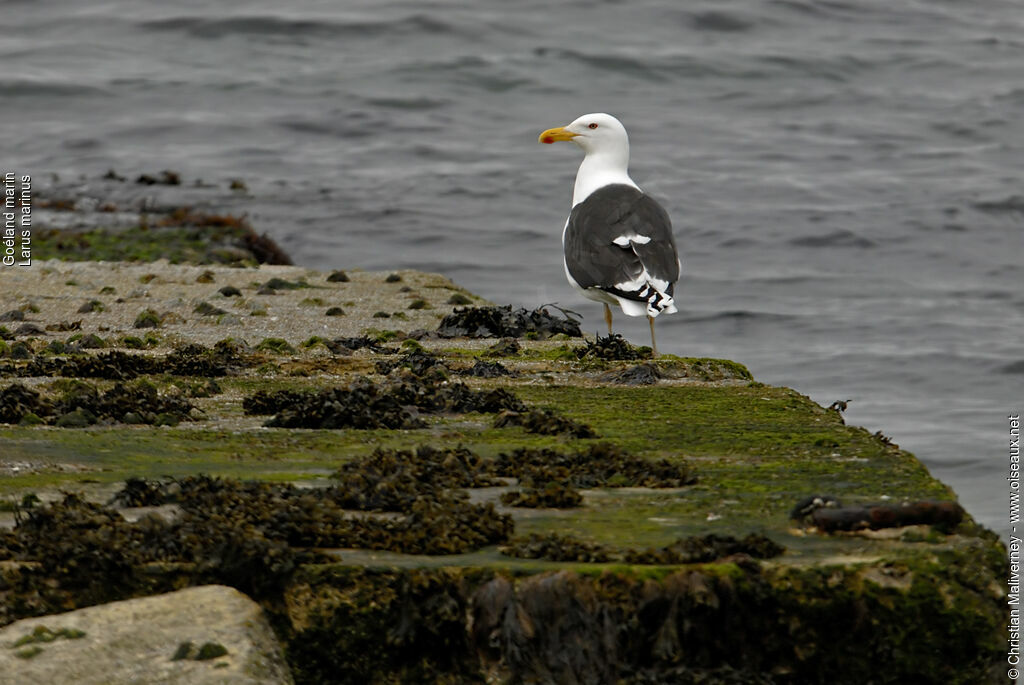 Goéland marinadulte nuptial, identification