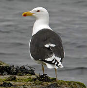 Great Black-backed Gull