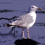 Caspian Gull