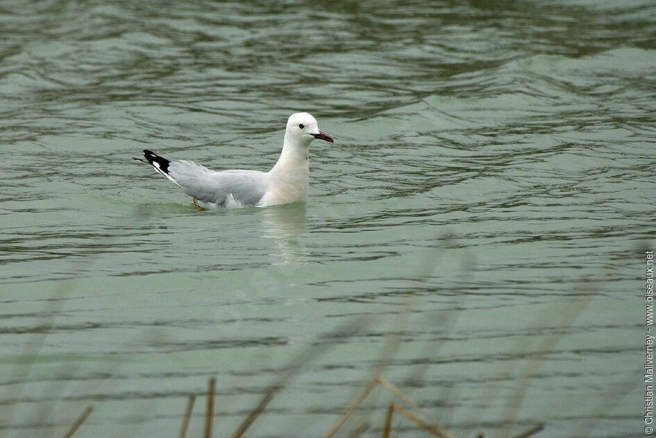 Goéland railleuradulte