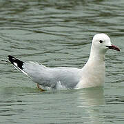 Slender-billed Gull