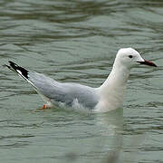 Slender-billed Gull