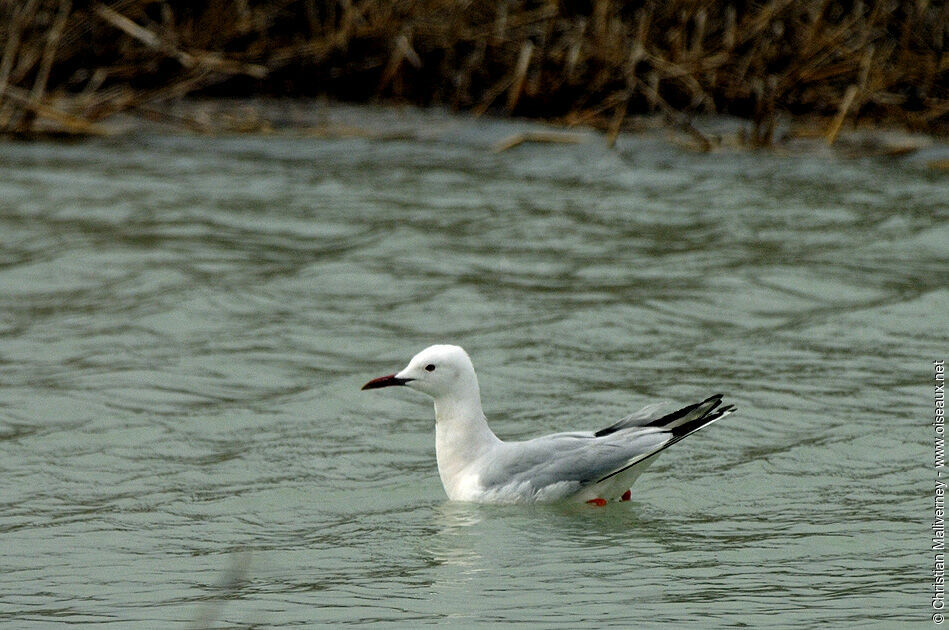 Slender-billed Gulladult