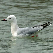 Slender-billed Gull