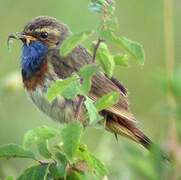 Bluethroat