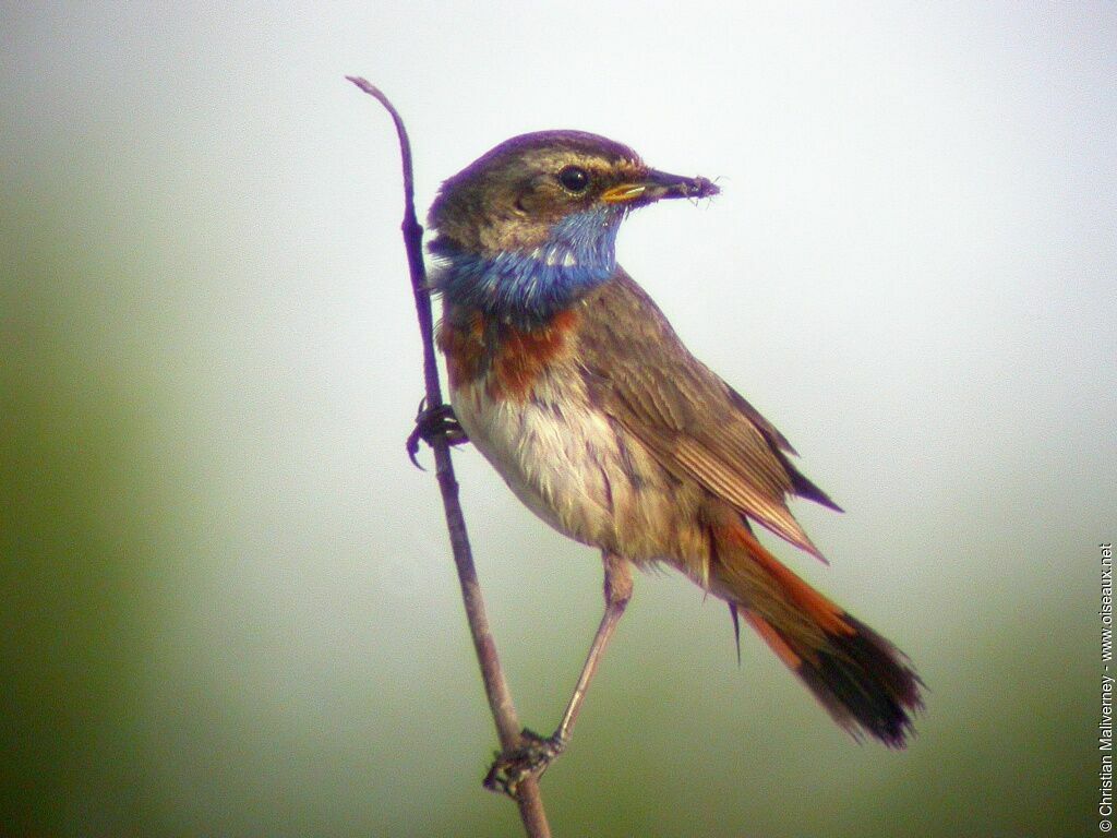 Bluethroat male adult breeding