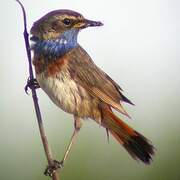 Bluethroat