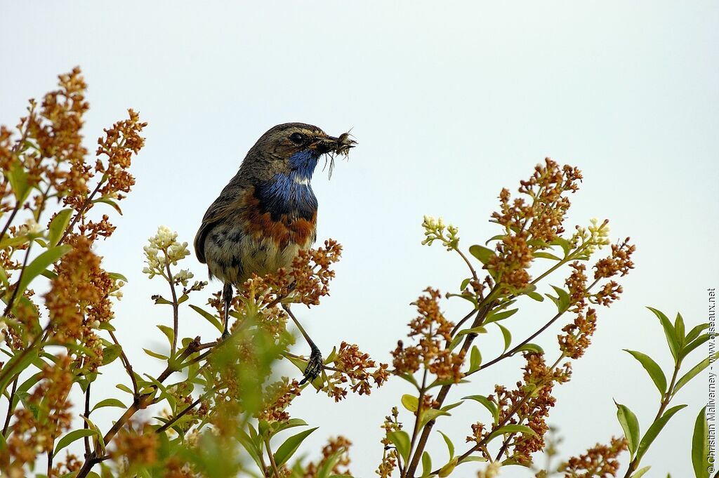 Bluethroat male adult breeding