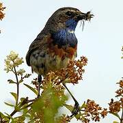 Bluethroat