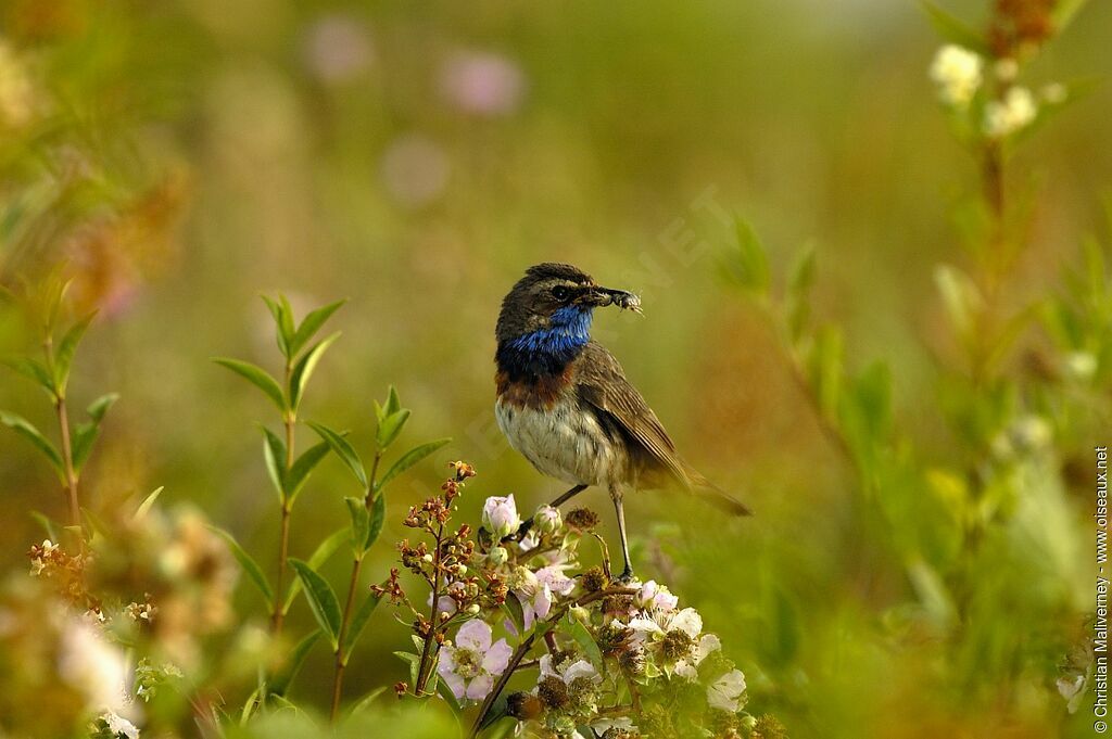 Bluethroat male adult breeding