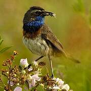 Bluethroat