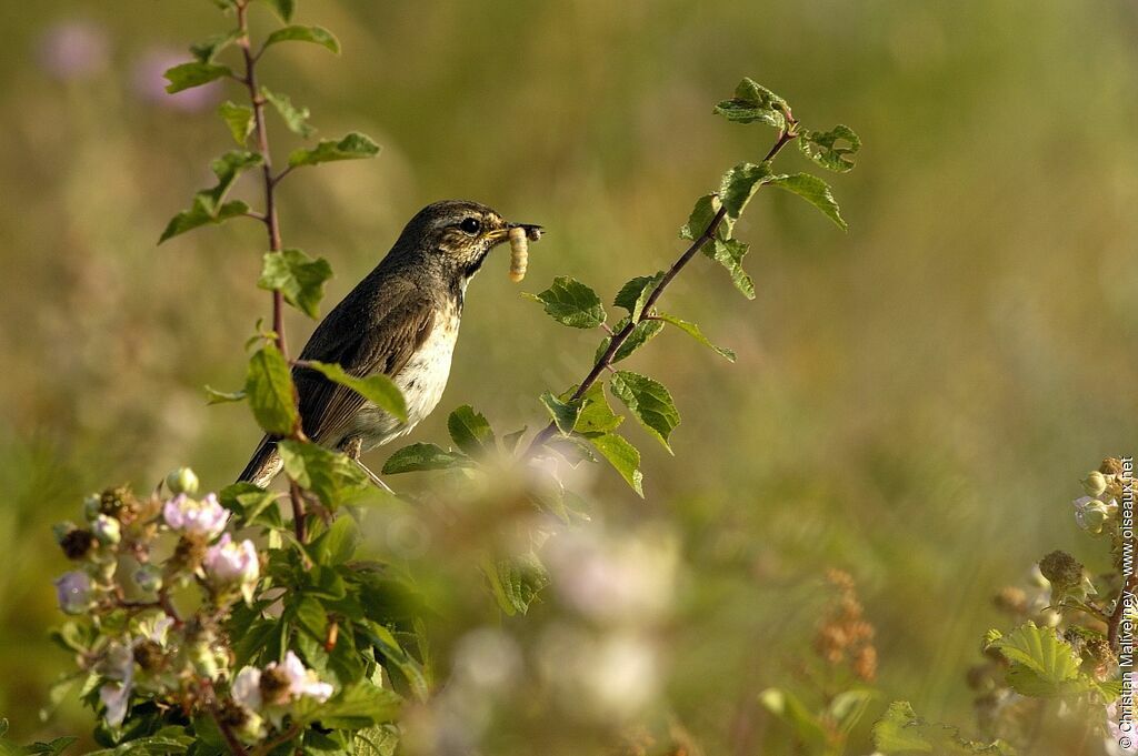 Bluethroat female adult breeding