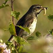 Bluethroat