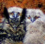 Eurasian Eagle-Owl