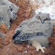 Eurasian Eagle-Owl