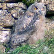 Eurasian Eagle-Owl