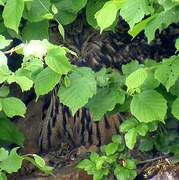 Eurasian Eagle-Owl