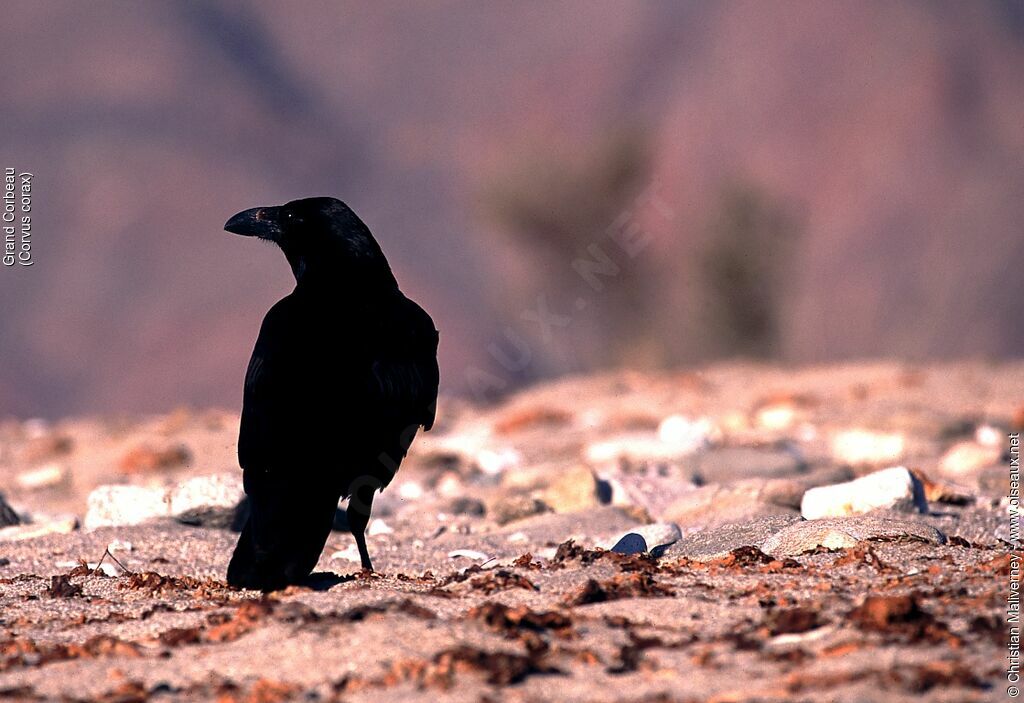 Northern Ravenadult, identification