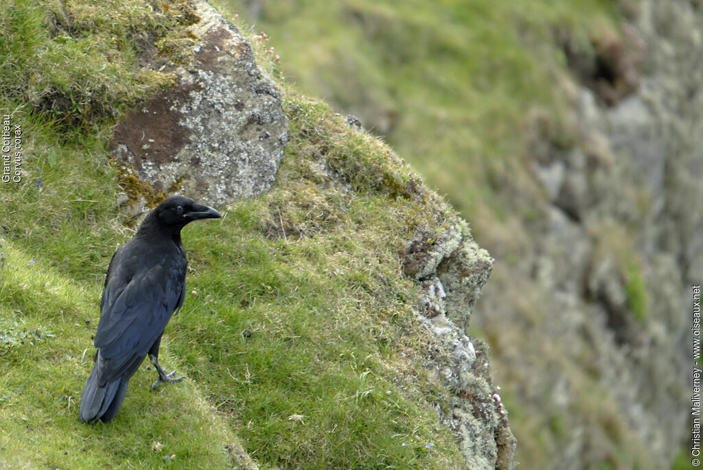 Grand Corbeauadulte, identification