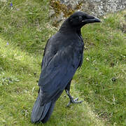 Northern Raven