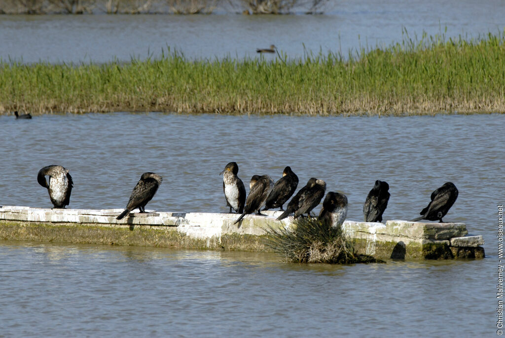 Grand Cormoranadulte