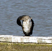 Great Cormorant