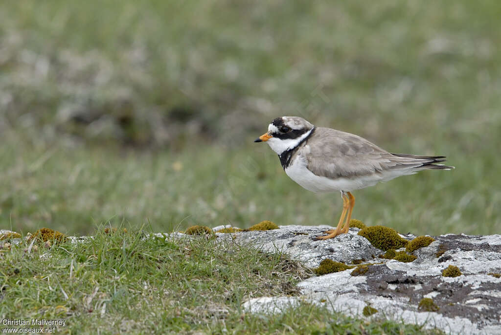 Common Ringed Plover male adult breeding, habitat, pigmentation, Behaviour