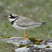 Common Ringed Plover