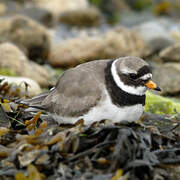 Common Ringed Plover