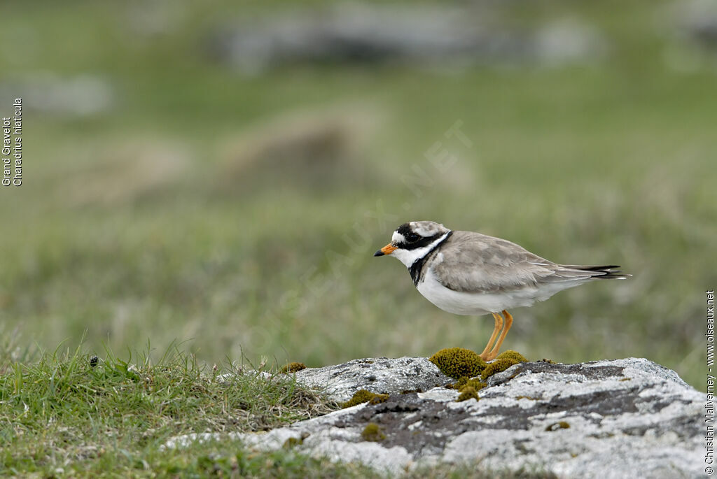 Common Ringed Plover male adult breeding, identification, Behaviour