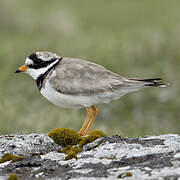 Common Ringed Plover