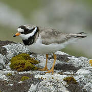 Common Ringed Plover