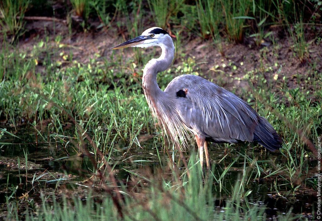 Great Blue Heronadult breeding