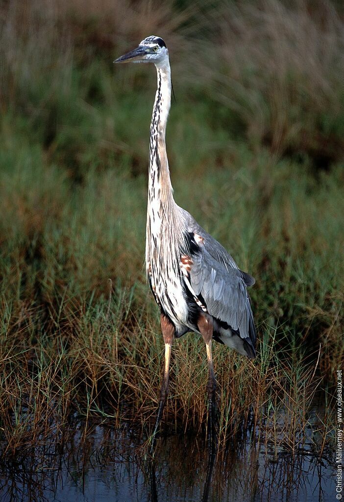 Great Blue Heronadult post breeding