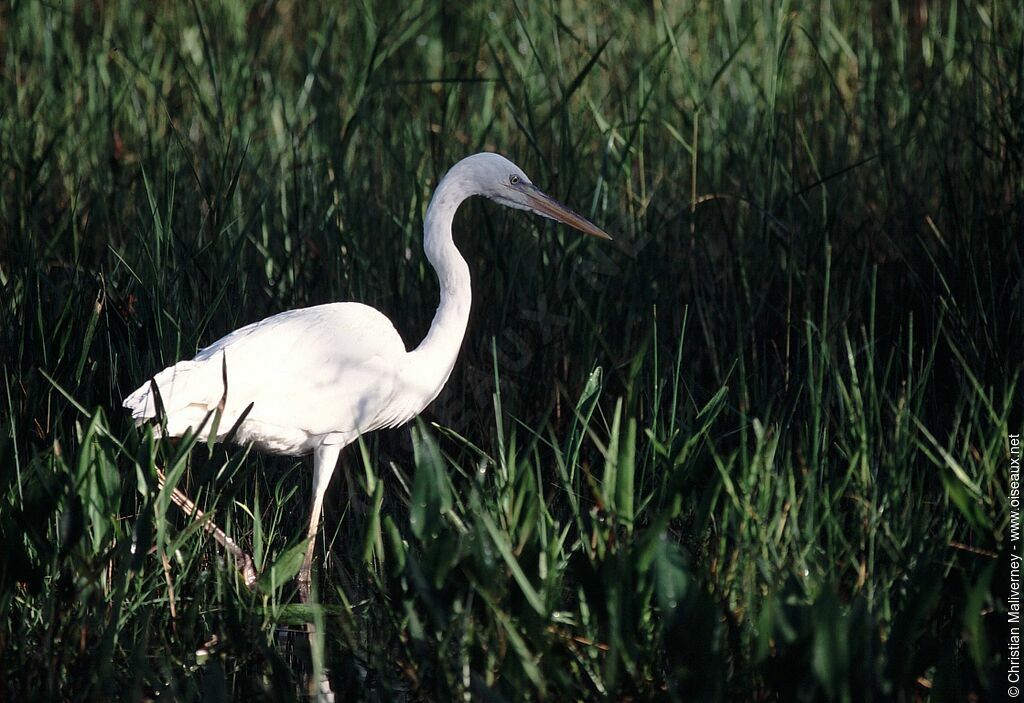 Great Blue Heronadult post breeding