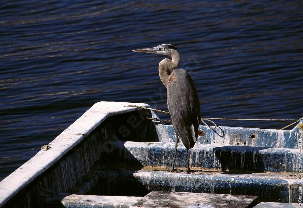 Great Blue Heronadult post breeding