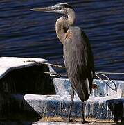 Great Blue Heron