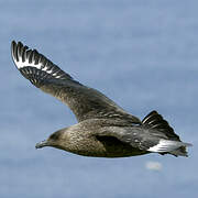 Great Skua