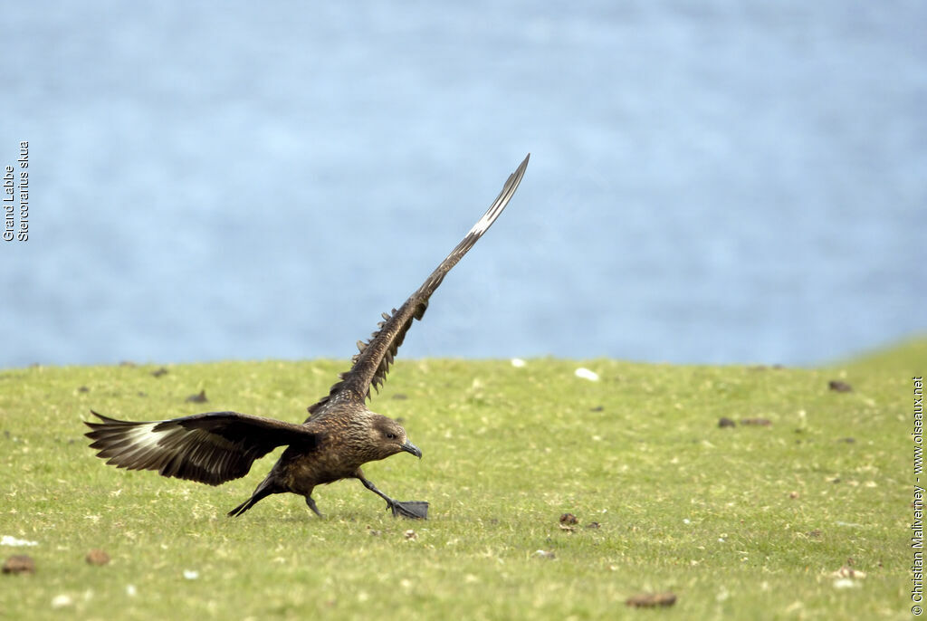 Great Skuaadult breeding, Flight