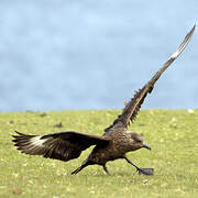 Great Skua