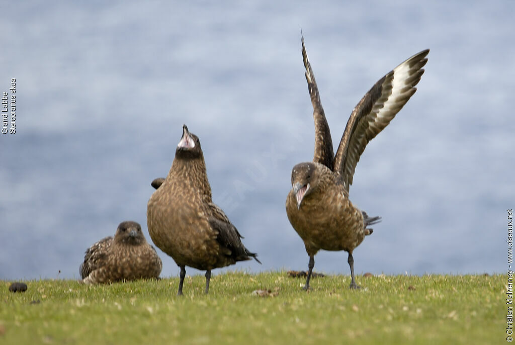 Great Skuaadult breeding, identification, Behaviour