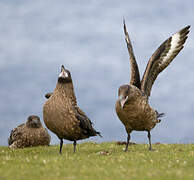 Great Skua